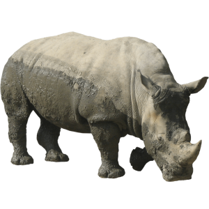 Rhino PNG-24784